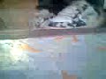 Perro loco