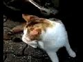以前ネコが尻尾の付け根をコチョコチョされると口をパクパクキョロキョロしているのを見て近所のネコでやってみました。