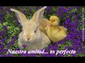 videos para los amigos