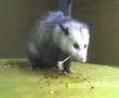 Opossum Eating Sucker
