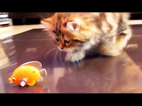 Your Kitty Fix For Today