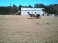 Goldhills Musketeer (Musket)