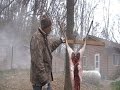 Skinning Large Animals for Butchering Video 1