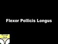 Trigger Points Flexor Pollicis