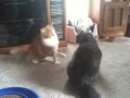 Killer attack kitten