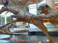 videos de Sunway Pyramid Sunway Lagoon Petaling Jaya 11
