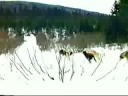 Dogsledding with Jigs