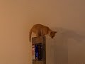 Cat Tower