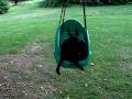 videos de Bagheera Swinging - my cat loves to swing!!