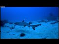Diving with giant Mantra Rays - Pacific Abyss - BBC