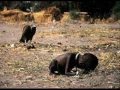 Fome no mundo