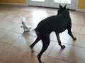watch this dog get scared by a cockatoo!! we gave the cockatoo away because the neigbors were conplaining :[
