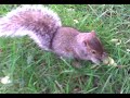 Baby Re-Re Squirrel part 1