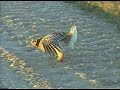 Sharp Tailed Grouse