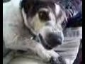 crazy dog