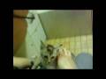 videos de Cherry wishes for a good home