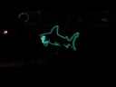 Shark! Shark!