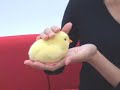 夢ひよこ