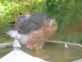 Hawk in our birdbath September 2008. Hawk in our birdbath September 2008.