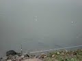 Carpas comiendo en el canal