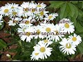 Seyen Do?um G�n�n Kutlu olsun