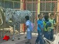 Gaza Zoo Paints Donkeys to Look Like Zebras