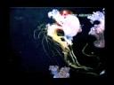 JELLYFISH JELLYFISH
