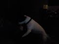 Zeb the blue n white staffy pup