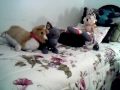 Gerbils on the bed!
