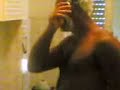 cocco dance