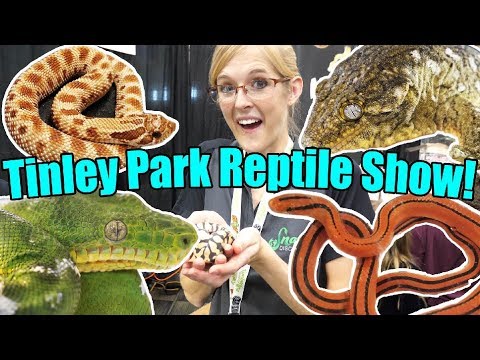 YouTube reptile video
