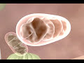 Animal Cell