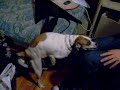 Manchi follandome la pierna