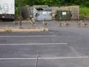 Ducks! Ducks!