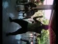 sambaless   a barata