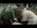 Beaver release by Scottish Beaver Trial
