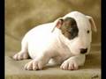 BULLTERRIER PUPPIES 