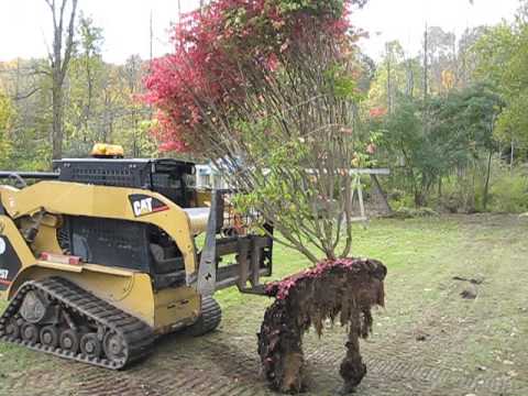 how to transplant golden euonymus