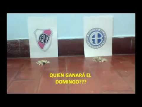 El HAMSTER HOLLYFIELD PRONOSTICA EL RESULTADO DEL DOMINGO DE RIVER BELGRANO