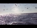 Click here to watch this video Kayaking with whales!!!