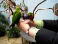 videos de Laurel and Lorakeets in Pittsburgh.AVI