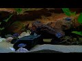 Click here to watch this video 840l Tanganyika , frontosa zaire kitumba babyes f1