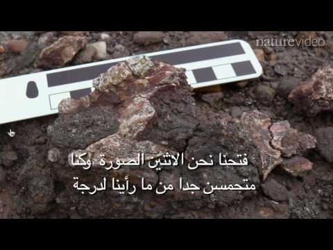 قطعة أخرى لحل لغز نشوء الرئيسيات
