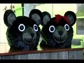 Black roses dvd trailer