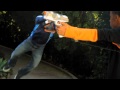 Battle Tag Trailer