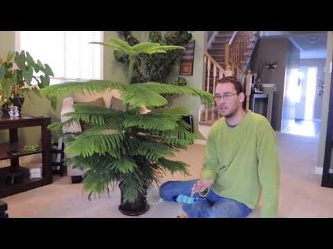 how to grow norfolk island pine from seed
