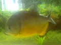 piranhawarehouse.co.uk  large piraya piranha 12-13 inch