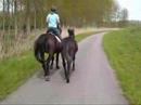 Handpaard Handpaard