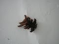 Extraterrestrial Moth Extraterrestrial Moth