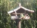 oiseaux